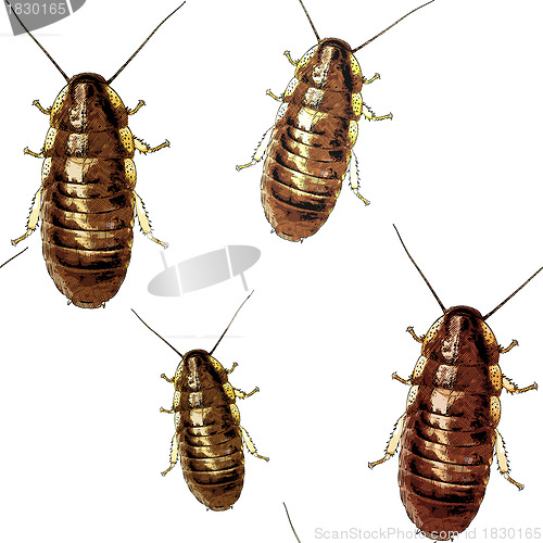 Image of Cockroaches texture
