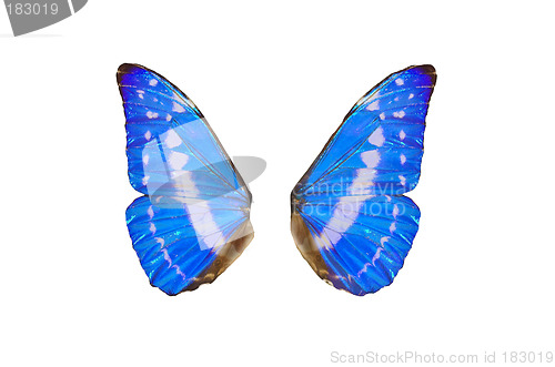 Image of Fairy Wings