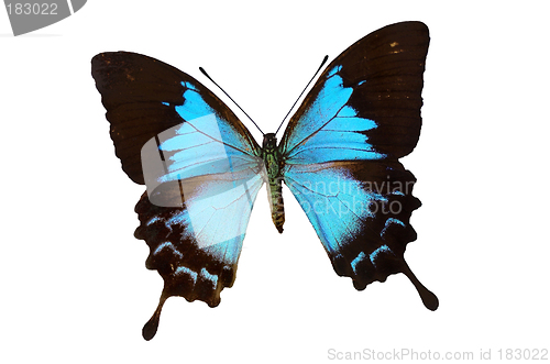 Image of The Blue Butterfly