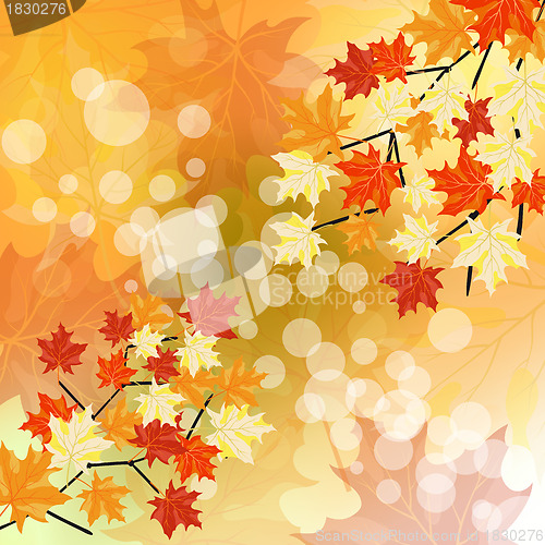 Image of Autumn maples