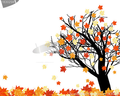 Image of Autumn maples