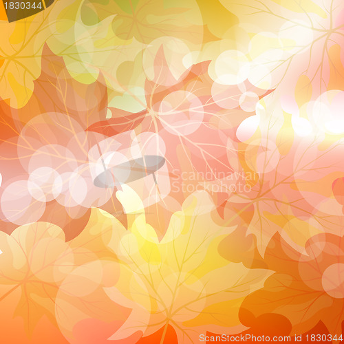 Image of Autumn maples