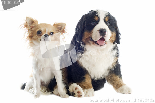 Image of puppy bernese moutain dog and chihuahua