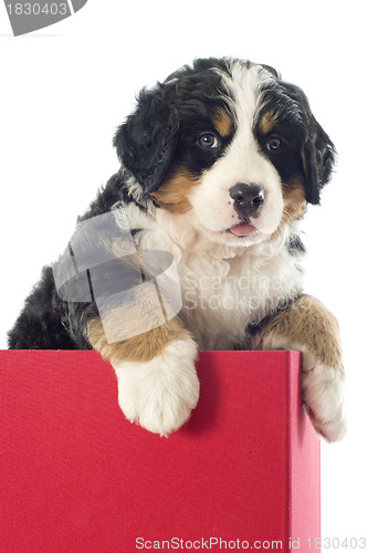 Image of puppy bernese moutain dog in a box