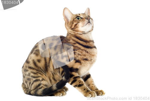 Image of bengal cat