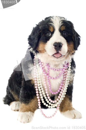 Image of puppy bernese moutain dog