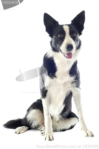 Image of border collie