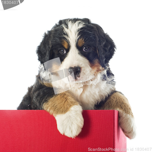 Image of puppy bernese moutain dog in a box