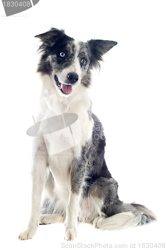 Image of border collie