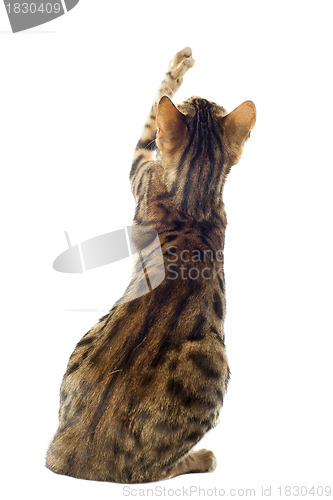 Image of bengal cat