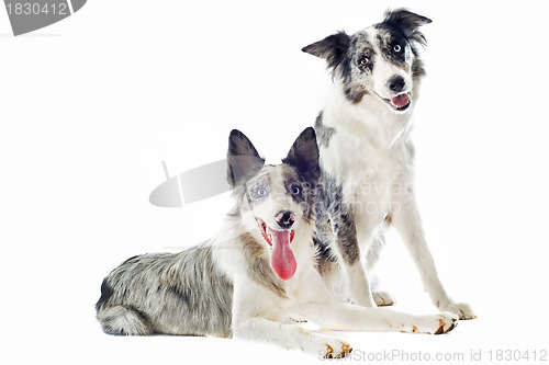 Image of border collies