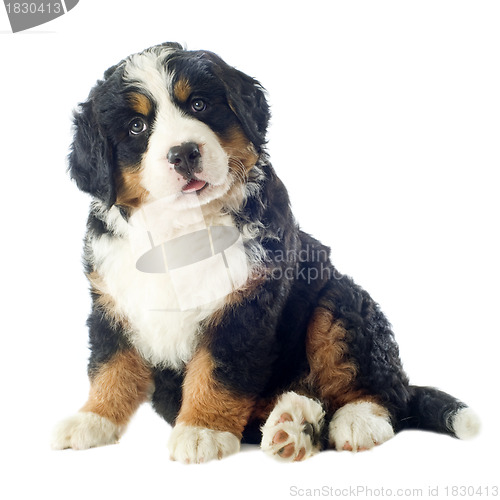 Image of puppy bernese moutain dog