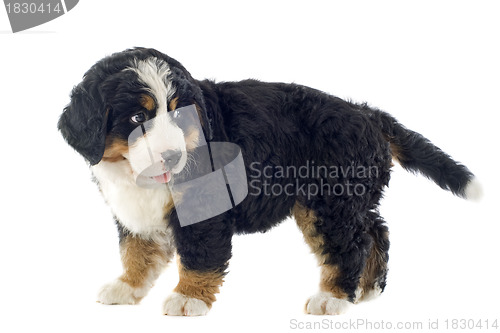 Image of puppy bernese moutain dog