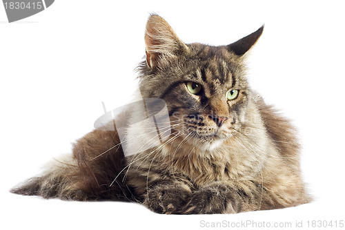 Image of maine coon cat