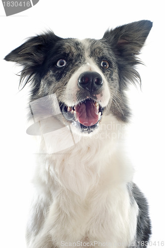 Image of border collie