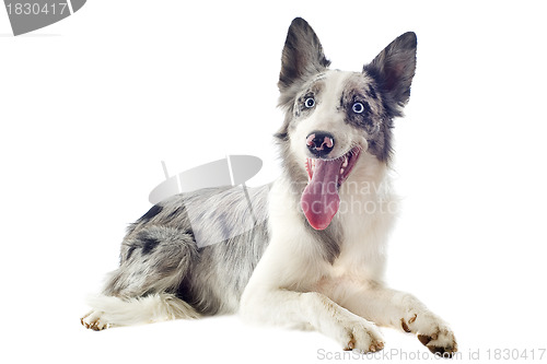 Image of border collie