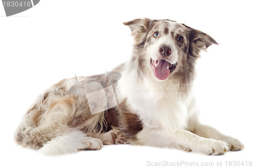 Image of border collie