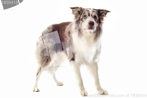 Image of border collie