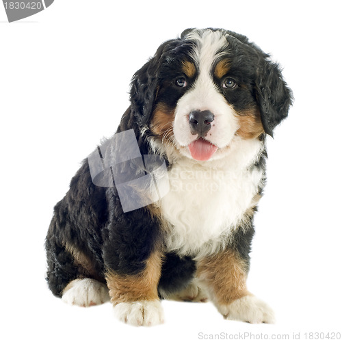 Image of puppy bernese moutain dog