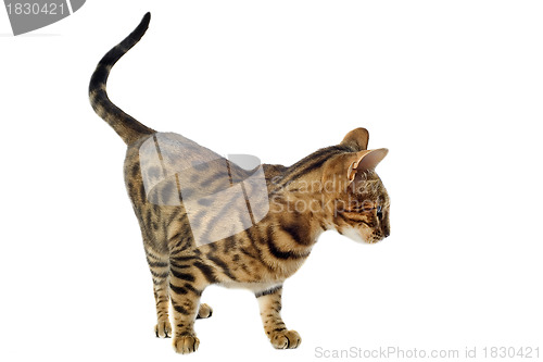 Image of bengal cat