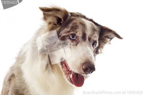 Image of border collie