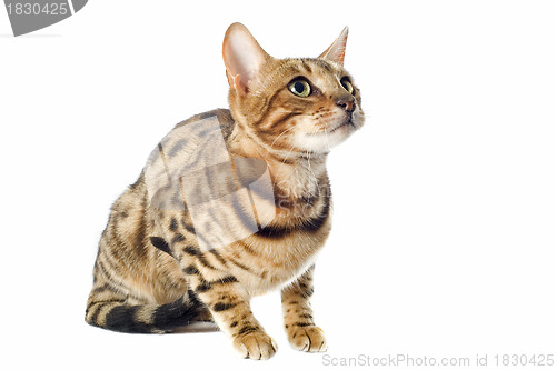 Image of bengal cat