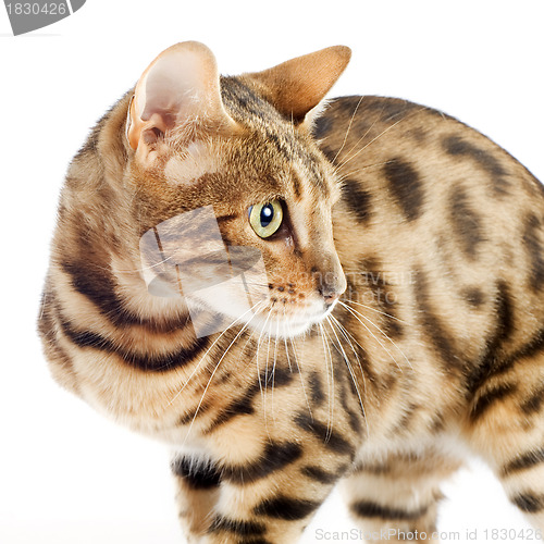 Image of bengal cat