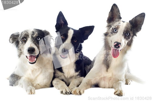 Image of border collies