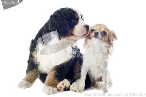 Image of puppy bernese moutain dog and chihuahua