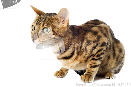 Image of bengal cat