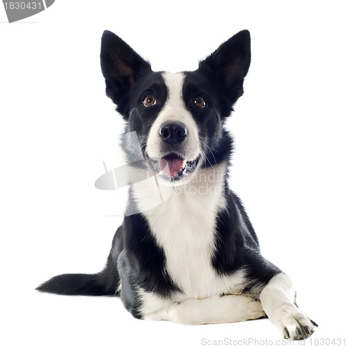 Image of border collie