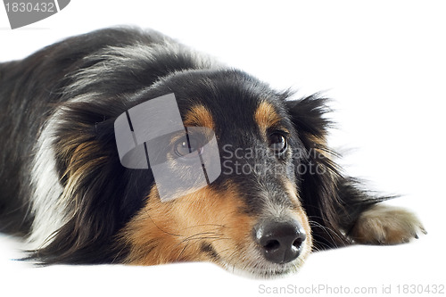 Image of shetland dog