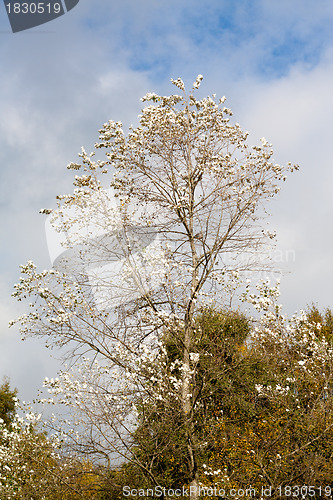 Image of Tree tops in autumn against cloudy blue sky