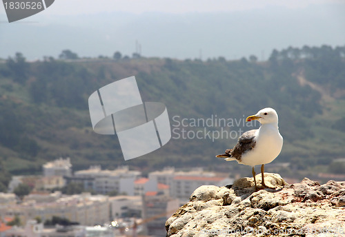Image of Seagull