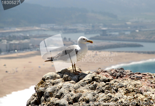 Image of Seagull