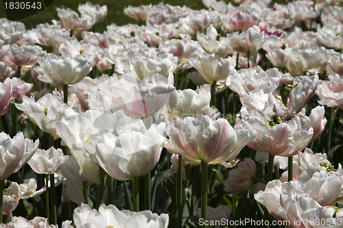 Image of Double Early Tulips