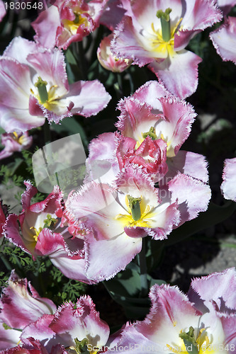 Image of Botanique Lingerie Tulips