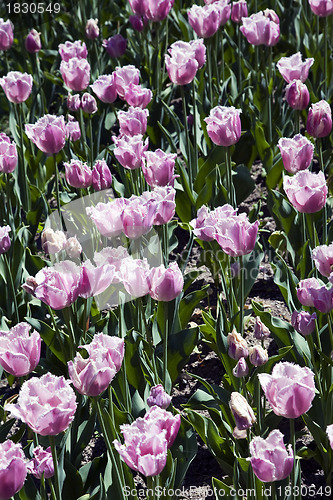 Image of Madison Garden Tulips