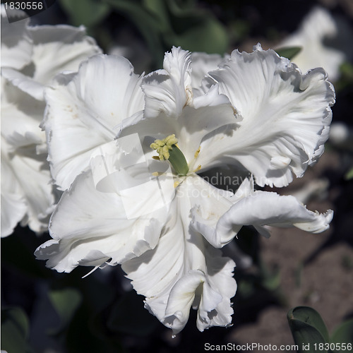 Image of Super Parrot Tulip