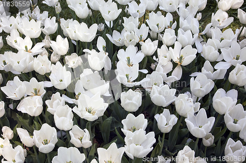 Image of White Marvel Tulips