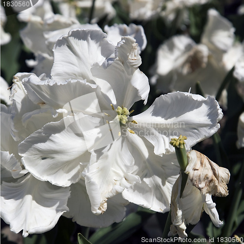 Image of Super Parrot Tulip