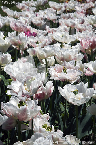 Image of Double Early Tulips