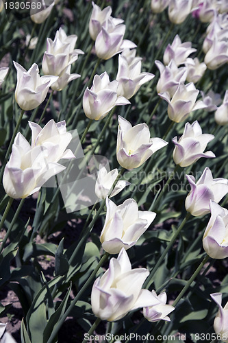 Image of Fleur de Lys 'Marilyn' Tulips