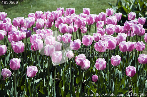 Image of Single Late Tulip 'Esther'