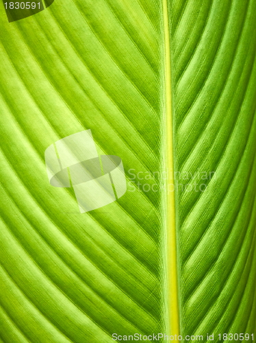 Image of Big leaf macro