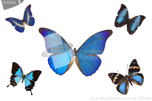 Image of Butterfly Blue