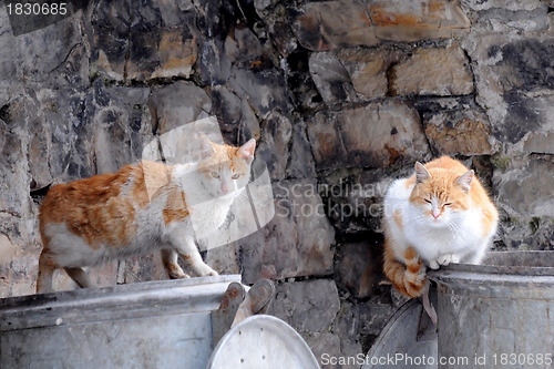 Image of Two Stray Cats on Garbage Containers