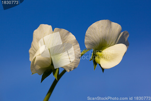 Image of Garden Pea Flower with Vine