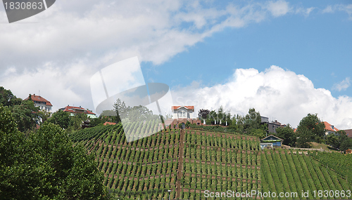 Image of Vineyard Stuttgart