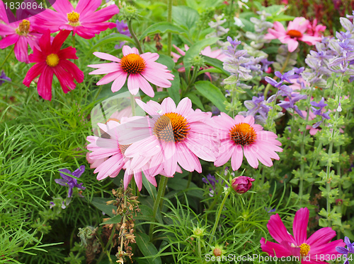 Image of Daisy flower